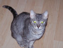the adult cat, Cookie