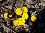 yellow flowers on the stream